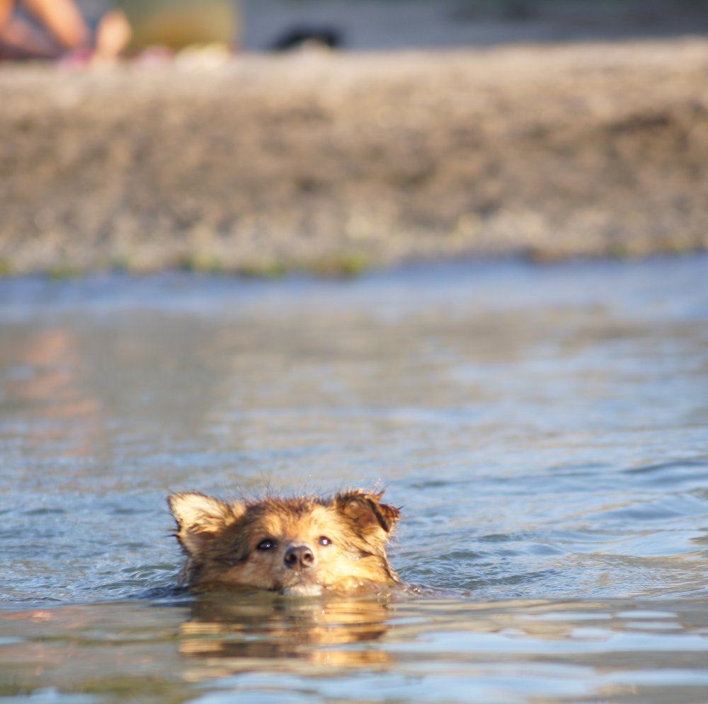 Flush aime l'eau. ...